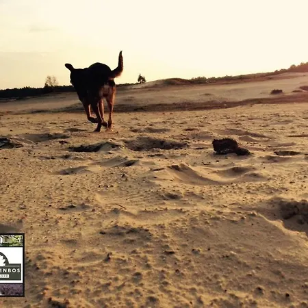Familiehuis De Lariks - 12 Persoons Op De Veluwe *