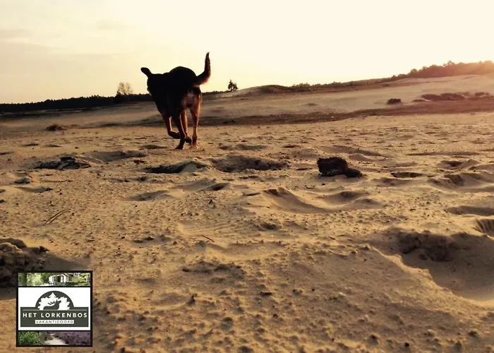 Familiehuis De Lariks - 12 Persoons Op De Veluwe *